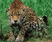 Jaguar x Anaconda (6)
