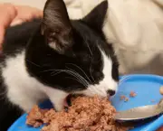 jeito-certo-de-alimentar-o-gato-2