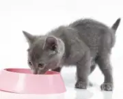 jeito-certo-de-alimentar-o-gato-3