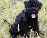 Kerry Blue Terrier (1)