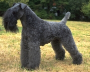 Kerry Blue Terrier (1)