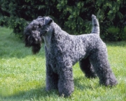 Kerry Blue Terrier (2)