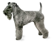 Kerry Blue Terrier (4)