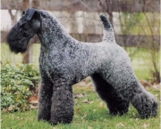 Kerry Blue Terrier (5)