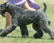 Kerry Blue Terrier (7)