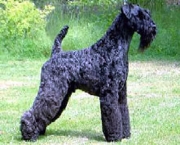 Kerry Blue Terrier (8)