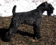 Kerry Blue Terrier (10)