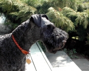 Kerry Blue Terrier (11)