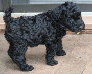 Kerry Blue Terrier (13)