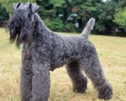 Kerry Blue Terrier (14)