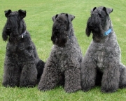 Kerry Blue Terrier (15)