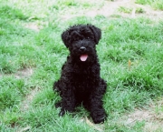 Kerry Blue Terrier (16)