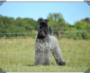 Kerry Blue Terrier (17)