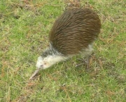 Kiwi - Quivi (5)