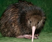Kiwi - Quivi (8)