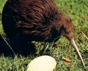 Kiwi - Quivi (11)