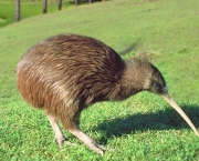 Kiwi - Quivi (12)