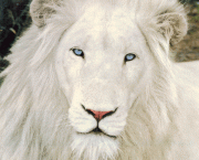 Leão Branco (1)