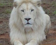 Leão Branco (4)