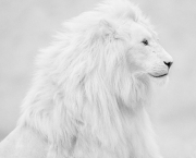 Leão Branco (5)