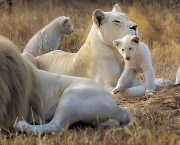 Leão Branco (7)