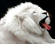 Leão Branco (8)