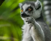 Lemur de Cauda Anelada (1)