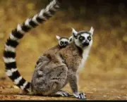 Lemur de Cauda Anelada (2)