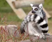 Lemur de Cauda Anelada (3)