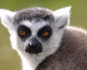 Lemur de Cauda Anelada (8)