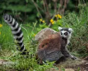 Lemur de Cauda Anelada (10)