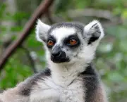 Lemur de Cauda Anelada (11)