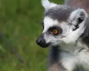 Lemur de Cauda Anelada (14)