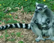Lemur de Cauda Anelada (9)