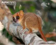 Photo from ARKive of the Madame Berthe’s mouse lemur (Microcebus berthae) - http://www.arkive.org/madame-berthes-mouse-lemur/microcebus-berthae/image-G45526.html