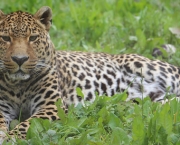 Leopardo (1)