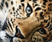 Leopardo (5)