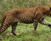 Leopardo (13)