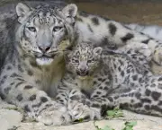 Leopardo das Neves (1)