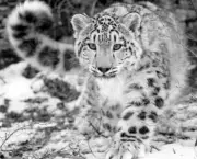 Leopardo das Neves (1)