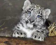 Leopardo das Neves (2)