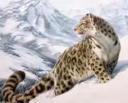 Leopardo das Neves (3)