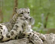 Leopardo das Neves (4)
