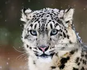 Leopardo das Neves (5)