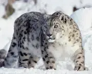 Male snow leopard (Uncia uncia)