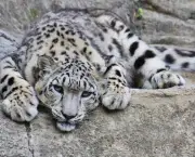Leopardo das Neves (10)