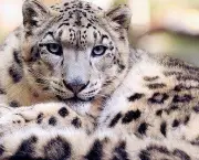 Leopardo das Neves (9)