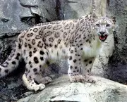 Leopardo das Neves (11)
