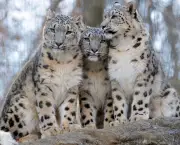 Leopardo das Neves (12)