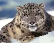 Leopardo das Neves (13)